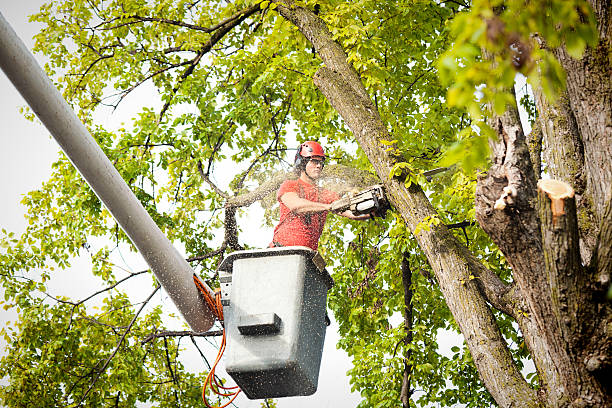 How Our Tree Care Process Works  in  Cheney, WA